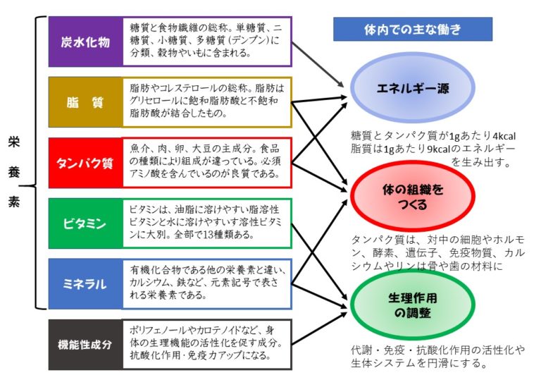 五大栄養素の働きについて図で表し、その役割について説明します。 | 健康への一歩